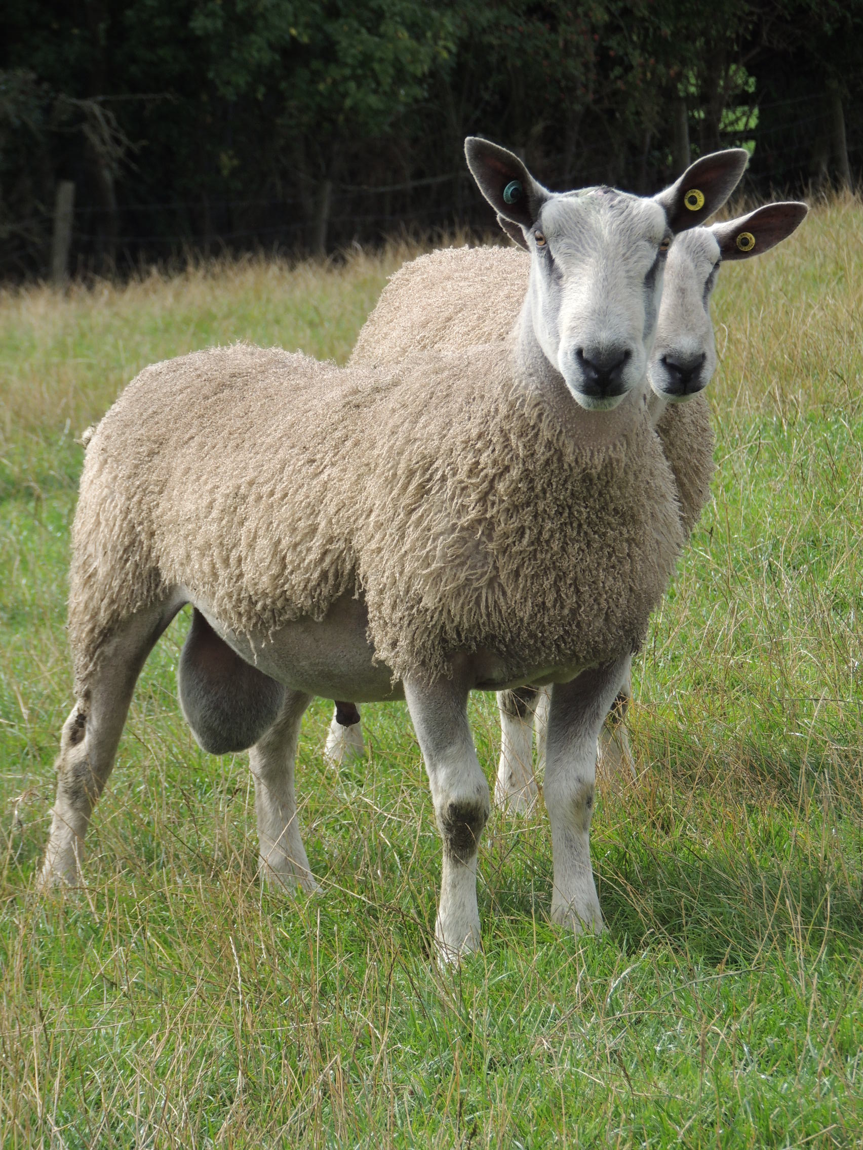 yearling tups