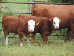 Miniature Hereford calf