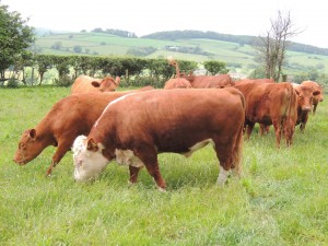 half bred hereford cow with three quarter bred calf