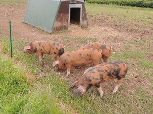 Oxford Sandy & Black Gilts enjoy the outdoors