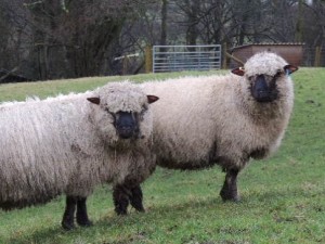 Shropshire ewe lambs keeping warm in their woolly winter coats